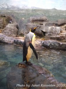 King Penguin