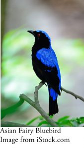 Asian Fairy Bluebird